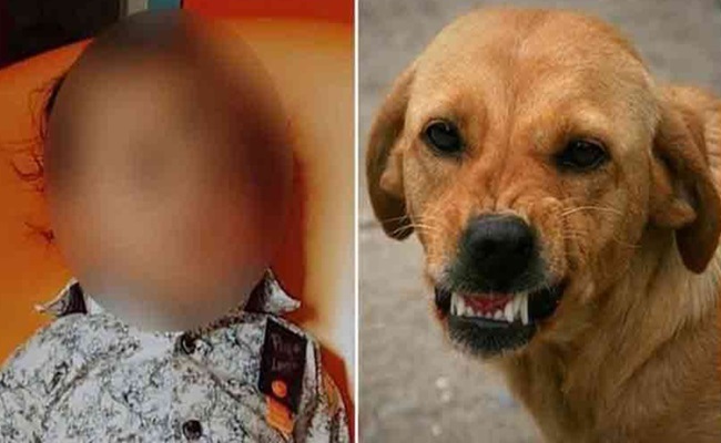 Toddler Mauled to Death by Stray Dogs in Hyd